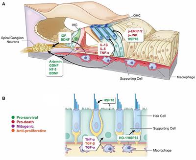 Non-autonomous Cellular Responses to Ototoxic Drug-Induced Stress and Death